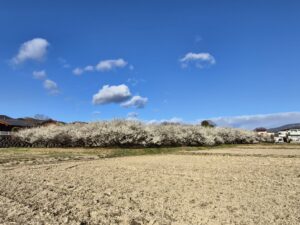 梅の花満開